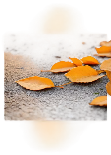 fallen leaf,leaf background,autumn background,fallen leaves,autumn leaf paper,autumn leaf,fall leaf,dried leaves,spring leaf background,autumn leaves,dry leaves,dry leaf,falling on leaves,yellow leaf,rainy leaf,leaves frame,fall leaves,autumn icon,autumn frame,golden leaf,Illustration,Realistic Fantasy,Realistic Fantasy 04