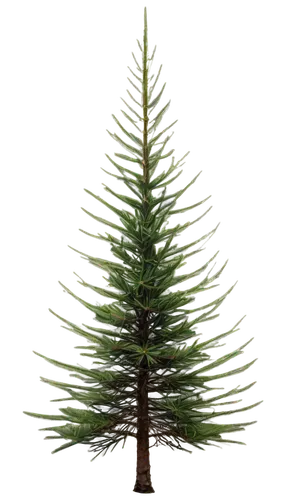 nordmann fir,fir tree decorations,norfolk island pine,kerschbaum,fir tree,fir needles,spruce tree,fir branch,tannenbaum,bierenbaum,blue spruce,fir branches,kleinbaum,fir-tree branches,douglas fir,fir trees,christmas pine,gruenbaum,weizenbaum,cupressaceae,Art,Classical Oil Painting,Classical Oil Painting 41