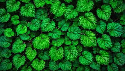 A vibrant and abstract pattern of green leaves, creating a lush and detailed botanical backdrop. Ideal for nature designs and wallpapers.,parsley leaves,green wallpaper,green leaves,intensely green ho