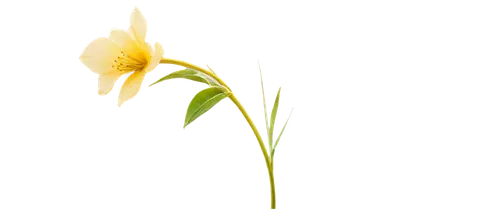 flowers png,tulip background,the trumpet daffodil,day lily,lotus png,minimalist flowers,day lily flower,grass lily,flower illustration,flower illustrative,turkestan tulip,avalanche lily,yellow nutsedge,daffodil,daylily,jonquils,flower background,guernsey lily,easter lilies,yellow avalanche lily,Conceptual Art,Daily,Daily 02