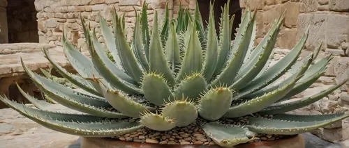 In a medieval castle, torch the aloe plant to cast a potent spell.,agave azul,aloe barbadensis,aloe polyphylla,san pedro cactus,agave,acanthocereus tetragonus,phytolaccaceae,torch aloe,coral aloe,aloe