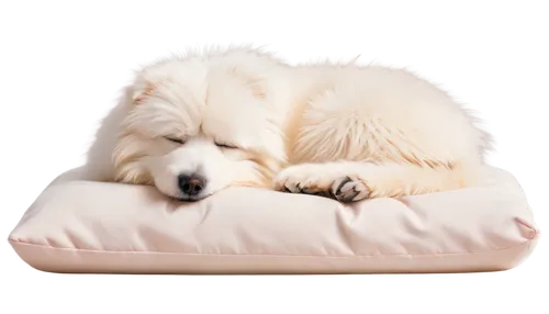 samoyedic,pyr,sleeping dog,samoyed,white dog,pillow,snorer,shoob,borzoi,bolster,atka,dog sleeping face,curled up,snores,sleeping,blue pillow,snore,sleeping apple,lying dog,zzzz,Conceptual Art,Daily,Daily 27