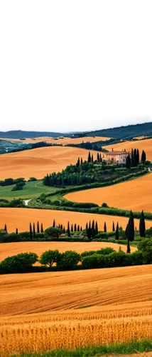 toscane,palouse,toscana,wheat field,wheat fields,campagna,wheat crops,tuscany,maremma,moravia,grain field panorama,farmland,rural landscape,barley field,farm landscape,panoramic landscape,grain field,umbria,strand of wheat,tuscan,Conceptual Art,Daily,Daily 04