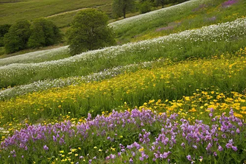 the valley of flowers,alpine meadow,field of flowers,flowers field,alpine meadows,flower field,alpine flowers,flowering meadow,lupines,wildflower meadow,wildflowers,meadow flowers,spring meadow,field of rapeseeds,blanket of flowers,flower meadow,mountain meadow,blooming field,summer meadow,clover meadow,Conceptual Art,Daily,Daily 06