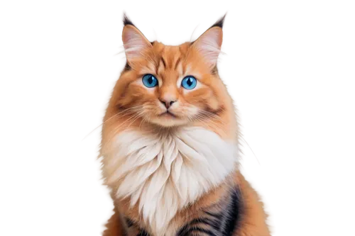 cat on a blue background,orange tabby cat,cat with blue eyes,orange tabby,red tabby,blue eyes cat,firestar,abyssinian cat,cat vector,cat portrait,cartoon cat,british longhair cat,ginger cat,abyssinian,brambleclaw,calico cat,felo,nikoli,garrison,krita,Art,Artistic Painting,Artistic Painting 39