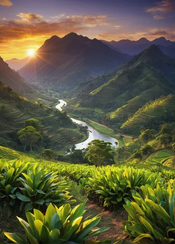 tea plantations,vietnam,mountainous landscape,viñales valley,tea field,philippines scenery,beautiful landscape,mountain landscape,lilies of the valley,river landscape,natural scenery,ha giang,landscape background,laos,southeast asia,pineapple fields,moc chau tea hills,full hd wallpaper,landscapes beautiful,the natural scenery,Photography,Documentary Photography,Documentary Photography 26