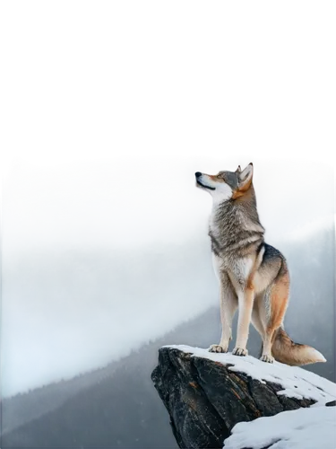 aleu,sled dog,howling wolf,balto,chukchi,shibergan,tundra,wolfdog,canidae,canis lupus,huskic,european wolf,elkhound,canid,huskie,husky,wolfed,wolfsangel,pulumur,graywolf,Photography,Artistic Photography,Artistic Photography 12