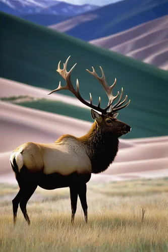 Great Sand Dunes Wilderness Elk,bull elk resting,elk,elk reposing on lateral moraine,elk bull,bull elk on lateral moraine,barren ground caribou,bull elk next to madison river,manchurian stag,caribou,w