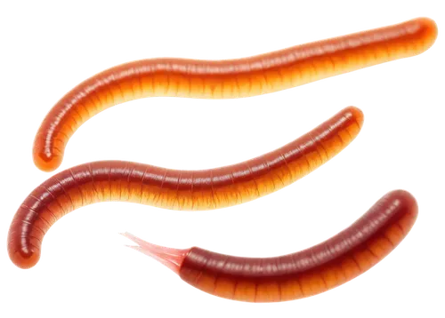 pylori,flagella,roundworms,ercp,schistosoma,ectoparasite,flagellar,schistosomiasis,duodenum,clostridium,flagellum,enterocolitis,campylobacter,azoospermia,tapeworm,sphyrna,shigella,hypercholesterolemia,duodenal,cholangitis,Illustration,Realistic Fantasy,Realistic Fantasy 23