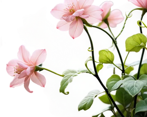 japanese anemones,japanese anemone,flowers png,anemone japonica,bush anemone,snowdrop anemones,cosmos flower,garden cosmos,pink floral background,calystegia sepium,flower background,lotus flowers,paper flower background,cosmos flowers,pink flowers,dahlia pink,pink cosmea,helleborus,wood anemones,floral digital background,Illustration,American Style,American Style 13