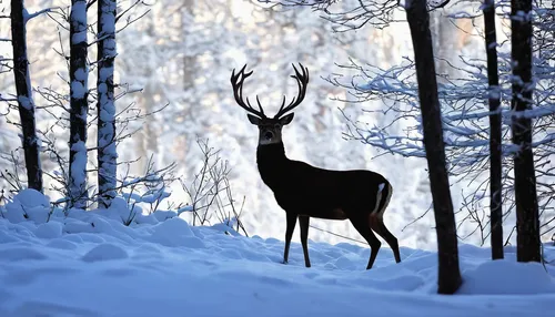 Deep in the snowy woods, a graceful deer silhouette quietly roams.,winter deer,european deer,whitetail,glowing antlers,red deer,finnish lapland,deer silhouette,male deer,pere davids male deer,pere dav