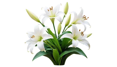 easter lilies,lily of the valley,madonna lily,lilies of the valley,muguet,flowers png,star of bethlehem,tuberose,white tulips,garden star of bethlehem,white lily,lily of the field,tulip white,lilly of the valley,jonquils,lily of the desert,doves lily of the valley,tulip background,alpinia,ornithogalum,Illustration,Paper based,Paper Based 18