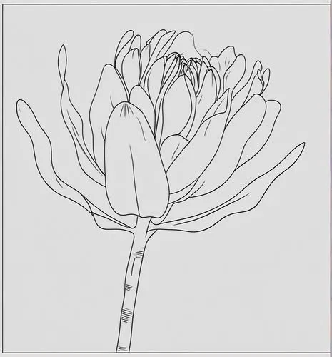 flower line art,botanical line art,flower illustration,illustration of the flowers,flowers png,cactus line art,flower drawing,trollius download,lotus png,flower illustrative,magnolia stellata,agapanthus,hypericum patulum,carnation coloring,chrysanthemum grandiflorum,bloodrootsanguinaria canadensis,coloring pages,tulip magnolia,giant protea,flax-leaved tulip,Design Sketch,Design Sketch,Outline