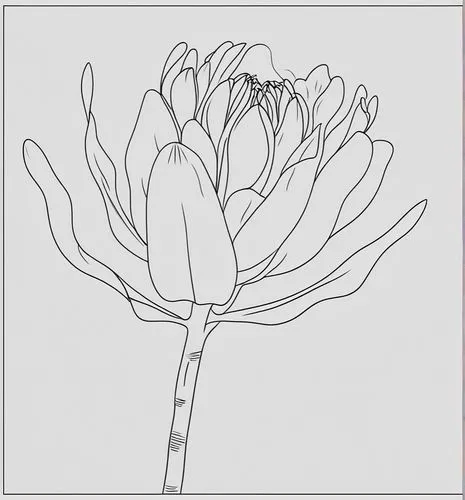 flower line art,botanical line art,flower illustration,illustration of the flowers,flowers png,cactus line art,flower drawing,trollius download,lotus png,flower illustrative,magnolia stellata,agapanth