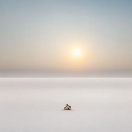 salt desert,salt-flats,saltpan,salt flats,salt flat,tiny world,minimalism,arctic hare,grain of rice,butterfly isolated,salar de uyuni,barren,the wadden sea,sea of fog,isolated,solitude,wadden sea,the horizon,lonely chestnut,piping plover