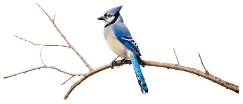 blue jay,bluejay,bird on branch,butcherbirds,blue jays,bird png,river kingfisher,birds on a branch,blue wren,birds on branch,bluejays,superb fairywren,bird on tree,fairywren,eurasian jay,nature bird,mordecai,beautiful bird,blue bird,bird in tree,Illustration,Paper based,Paper Based 23