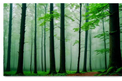 foggy forest,germany forest,green forest,fir forest,coniferous forest,forest background,bavarian forest,mixed forest,forestland,forest,forests,forest of dreams,wald,forested,beech forest,the forest,forest landscape,the forests,endor,spruce forest,Photography,Documentary Photography,Documentary Photography 38