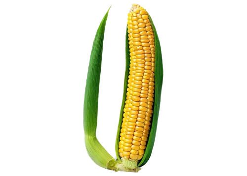 corn,maize,sweet corn,sweetcorn,corn kernels,corn on the cob,playcorn,forage corn,kernels,corn salad,winter corn,corn ordinary,ornamental corn,ears of corn,cob,cornales,creamed corn,patrol,pea,a vegetable,Art,Classical Oil Painting,Classical Oil Painting 32