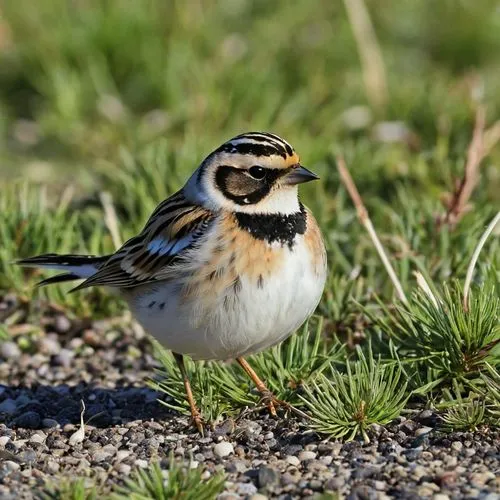 bird Bruant lapon Plectrophane lapon
Calcarius lapponicus - Lapland Longspur,motacilla alba,kildeer,longspur,killdeer,pied triller,emberiza,meadowlarks,ringed plover,parus caeruleus,fringilla coelebs,