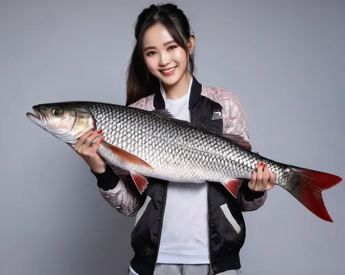 ziu,milkfish,fish oil,tobaccofish,brocade carp,giant carp,fish products,beautiful fish,giant seabass,tilapia,common carp,red fish,giant fish,coho,barramundi,oily fish,fresh fish,red seabream,fish,fish herring,Photography,General,Natural