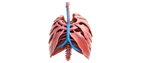 Thoracic cavity, internal organs, human anatomy, detailed illustration, rib cage, lungs, heart, trachea, esophagus, aorta, pulmonary artery, 3D visualization, realistic shading, soft focus, warm color