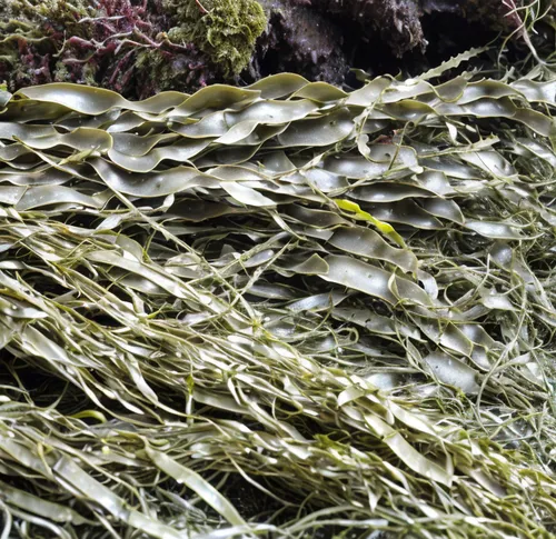 seaweed,macroalgae,intertidal,seagrasses,trumpet lichen,forest moss,eelgrass,lichen,kelp,tree moss,lichens,seagrass,sea salad,fenchel,fucus,watermilfoil,hydrilla,pondweed,alga,glasswort