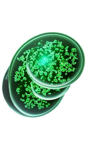 microalgae,aaaa,green bubbles,anabaena,chloropaschia,ovule,patrol,chlorella,vacuole,chloroplast,tiberium,microsporum,aaa,biosamples icon,chloroplasts,green wallpaper,cleanup,cyanobacteria,blastocystis,nucleolar,Illustration,American Style,American Style 04