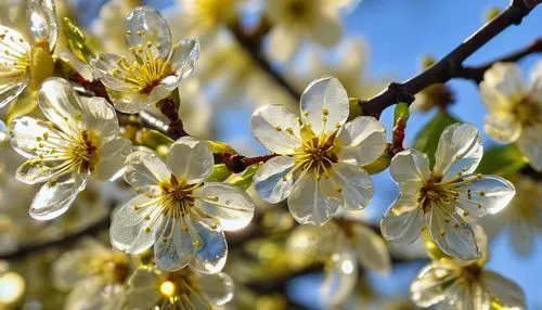 apricot flowers,amelanchier lamarckii,prunus laurocerasus,plum blossoms,prunus spinosa,prunus cerasifera,plum blossom,prunus,prunus domestica,tree blossoms,ornamental cherry,apricot blossom,prunus serrulata,flowering cherry,fruit blossoms,cherry branches,white flower cherry,kirch blossoms,flowering tree,winter blooming cherry,Photography,General,Realistic