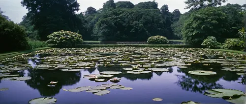 lilly pond,lotus pond,lily pond,mainau,garden pond,palace garden,lotuses,water lilies,lotus on pond,garden of the fountain,giant water lily,lily pads,fountain pond,villa d'este,hyang garden,pond,the old botanical garden,water palace,ritsurin garden,gardens,Photography,Black and white photography,Black and White Photography 10