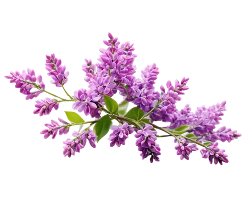 small-leaf lilac,flowers png,limonium,flowering currant,lilac blossom,common lilac,stylidium,lilac branch,astilbe,lilas,lilacs,lilac flower,lilac flowers,agastache,hyssop,wall,vervain,white lilac,syringa,lavender flower,Photography,General,Natural