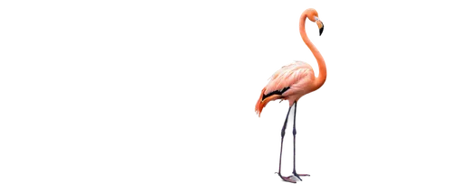 flamingo,flamingo with shadow,pink flamingo,two flamingo,flamingo couple,greater flamingo,flaming torch,flamingos,phoenicopterus,firedancer,flamingoes,lawn flamingo,baculum,phoenicopteridae,schopf-torch lily,flamininus,torch lily,dancing flames,flamingo pattern,burning torch,Photography,Artistic Photography,Artistic Photography 05