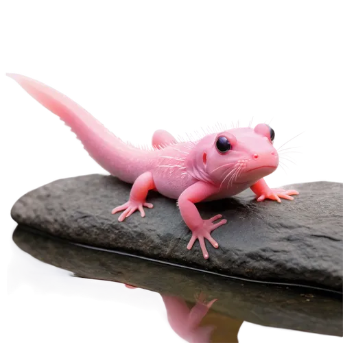 Axolotl, peludas, Mexican salamander, cute expression, big eyes, feathery gills, pinkish brown skin, smooth texture, sitting on rock, calm water, subtle ripples, natural lighting, shallow depth of fie