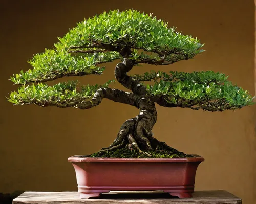 Care For Trees With The Ancient Art Of Bonsai Houstonia Magazine,bonsai tree,dwarf pine,prostrate juniper,american pitch pine,two needle pinyon pine,bonsai,chilean cedar,canarian dragon tree,arizona c