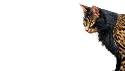 bengal cat,derivable,brambleclaw,bengal,bengalensis,bubastis,ocelots,thunderclan,felidae,riverclan,windclan,tigr,tigar,tigerstar,felids,cheetor,skyclan,ocelot,abyssinian,uther,Art,Classical Oil Painting,Classical Oil Painting 37