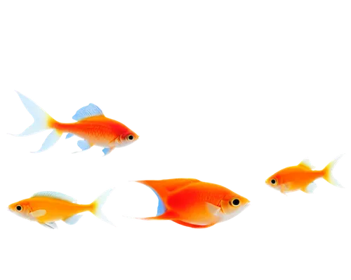 fish in water,snapfish,school of fish,ornamental fish,playfish,goldfish,poissons,fishes,koi carps,gold fish,fishbase,peces,aquarium fish,garrisoned,koi fish,fish,seaquarium,garridos,freshwater fish,red fish,Illustration,Children,Children 02