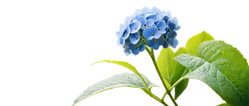 flowers png,mertensia,blue flower,blue grape hyacinth,grape hyacinths,common grape hyacinth,bluish white clover,grape hyacinth,flower background,muscari,blue flowers,gentiana,hyacinths,white grape hyacinths,muscari armeniacum,blue petals,dayflower,gentians,cleanup,blue bonnet,Illustration,American Style,American Style 07