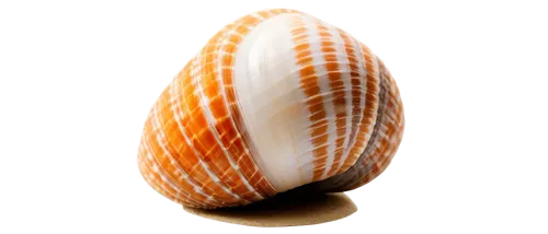 spiny sea shell,sea shell,pilgrim shell,cowrie,varroa,egg shell,beach shell,bonano,cowry,calliostoma,odostomia,snail shell,seashell,cowries,betelnut,shell,painted eggshell,enoki,acorn,brachiopod,Art,Classical Oil Painting,Classical Oil Painting 35