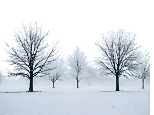 snow trees,dense fog,foggy landscape,hoarfrost,winter background,ground fog,treemsnow,north american fog,fog banks,veil fog,foggy day,fog,ash-maple trees,early fog,winter landscape,the fog,deciduous trees,snow landscape,winter forest,morning fog,Conceptual Art,Oil color,Oil Color 16