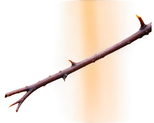 Twig, snapping, detailed texture, brown color, broken ends, sharp edges, morning dew, soft natural light, close-up shot, shallow depth of field, warm color tone, cinematic composition.,an image of a n