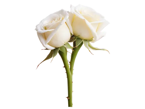 white rose,rose png,flowers png,white roses,white mexican rose,bicolored rose,lady banks' rose,lady banks' rose ,rosa 'paloma blanca,yellow rose background,for you,cream rose,noble roses,arrow rose,boutonniere,white floral background,tulip white,flower rose,white rose snow queen,on a white background,Conceptual Art,Daily,Daily 20