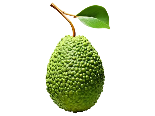 soursop,tulipifera,durian seed,acorn,citrifolia,prolifera,nepenthaceae,korenica,seedpod,bunya,asparagaceae,rhamnaceae,juglandaceae,pear cognition,cupressaceae,avocado,green wallpaper,alvorada,spadix,coccifera,Art,Artistic Painting,Artistic Painting 39