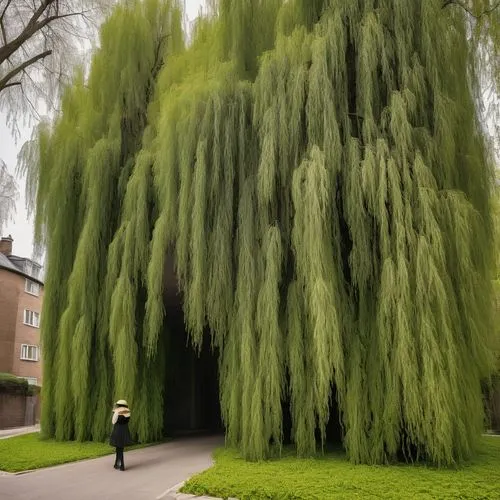 weeping willow,corkscrew willow,hanging willow,metasequoia,pollarded willow,green tree,willows,willow flower,cupressus,green trees,taxodium,salix,greenwillow,pendula,uppsala,trumpet tree,cryptomeria,poplar,salix caprea,alnus,Conceptual Art,Graffiti Art,Graffiti Art 11