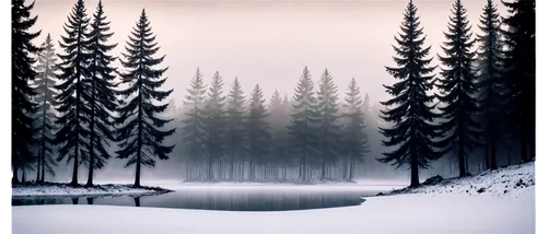 winter forest,coniferous forest,winter background,forest background,spruce forest,foggy forest,snow landscape,fir forest,winter landscape,forest landscape,snowy landscape,christmas snowy background,snow scene,cartoon video game background,forests,background vector,black forest,pine trees,forest,forest dark,Photography,Black and white photography,Black and White Photography 15