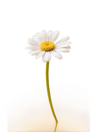 camomile flower,daisy flower,oxeye daisy,ox-eye daisy,shasta daisy,wood daisy background,common daisy,marguerite daisy,leucanthemum,gerbera flower,perennial daisy,flower background,margueritte,flowers png,chrysanthemum background,gerbera,daisy flowers,daisy heart,erigeron,chamomile,Photography,Documentary Photography,Documentary Photography 23