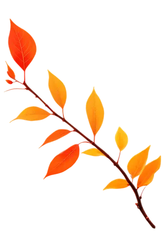 spring leaf background,flowers png,leaf background,flower background,flame vine,orange flower,tangerine tree,orange flowers,flourishing tree,orange tree,erythrina,orange petals,orange lily,red orange flowers,autumn background,branchflower,flame lily,flame flower,growth icon,leaf branch,Conceptual Art,Fantasy,Fantasy 21