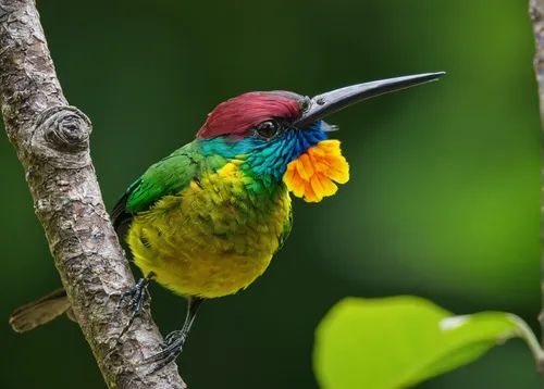 Explore the diverse wildlife in Belize.,southern double-collared sunbird,brown-throated sunbird,orange-breasted sunbird,sunbird,colorful birds,tropical bird,swainson tucan,tropical bird climber,bird h