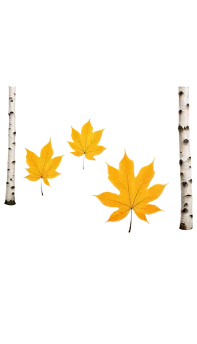 birch tree background,fall picture frame,birch tree illustration,fall leaf border,birch trees,leaves frame,pennant garland,seasonal autumn decoration,maple leave,autumn frame,ash-maple trees,autumn decor,autumn leaf paper,autumn background,autumn decoration,deciduous trees,maple foliage,decorative arrows,canoe birch,autumn trees,Photography,Documentary Photography,Documentary Photography 01