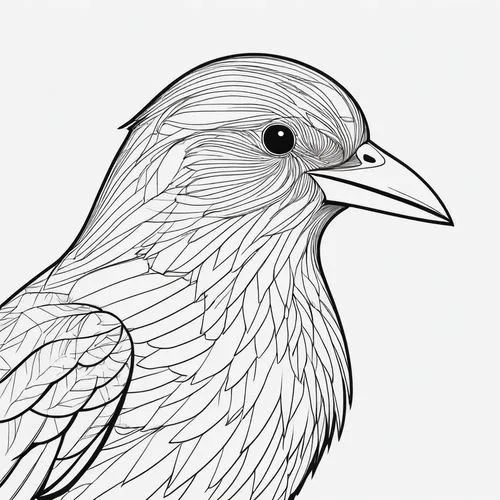 line art birds,eagle illustration,bird illustration,coloring page,coloring pages,plumed-pigeon,line art animal,bird drawing,eagle vector,an ornamental bird,bird png,perico,araucana,eagle drawing,line art animals,bird outline,aztec gull,ornamental bird,haliaeetus pelagicus,galliformes,Illustration,Black and White,Black and White 04