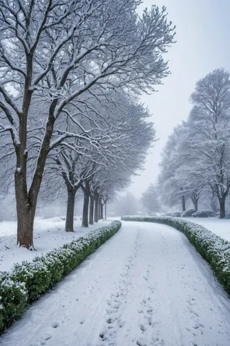 outdoors,garden,gravel road,grass,trees,bush,in winter,snowing,a scene of heavy snow,,tree lined path,snow trees,snowy landscape,snow landscape,tree lined lane,winter landscape,tree-lined avenue,winte