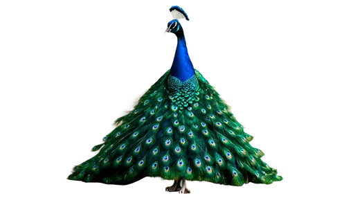 kerschbaum,peacock,tannenbaum,male peacock,blue peacock,bierenbaum,christmas tree,peafowl,christmas tree pattern,fir tree decorations,christmas motif,christmas tree with lights,pavo,indian peafowl,kleinbaum,gruenbaum,nordmann fir,derivable,fir tree,bichlbaum,Conceptual Art,Daily,Daily 06